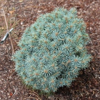 Picea pungens 'Pali' 