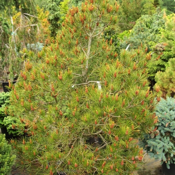 Pinus bungeana 'Temple Gem' 