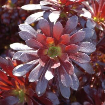 Aeonium arboreum 'Zwartkopf' (204282)