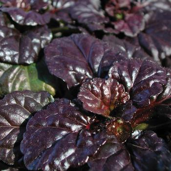 Ajuga reptans Walberton's® 'Black Scallop' (204289)