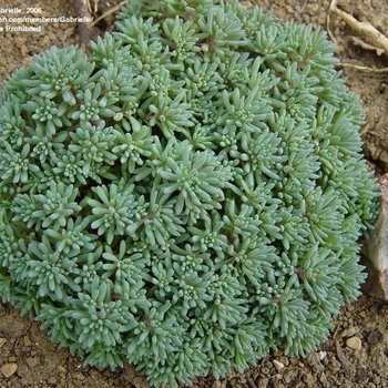 Sedum hispanicum var. minus 'Tiny Buttons' 