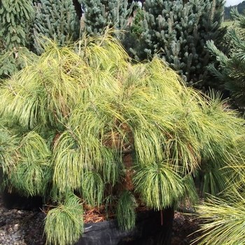 Pinus wallichiana 'Frosty' 