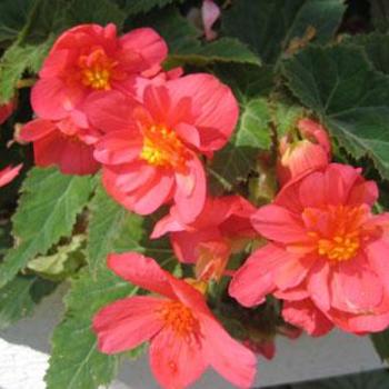 Begonia x tuberhybrida Illumination® 'Salmon Pink' (204722)