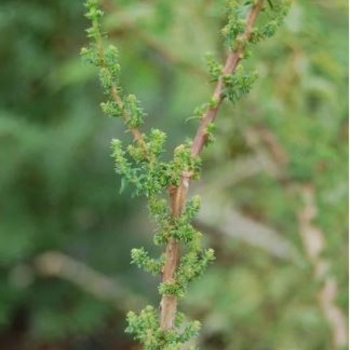 Taxodium distichum 'Little Leaf' 