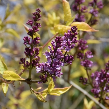 Syringa vulgaris 'Weston's Rainbow' 