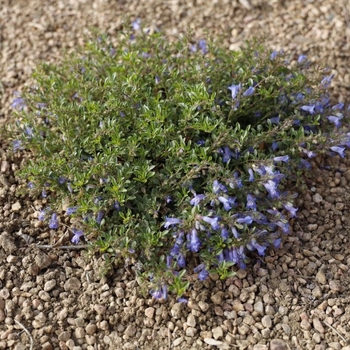 Penstemon caespitosus 'P022S' 