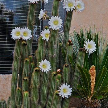 Echinopsis spachiana