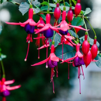 Fuchsia 'Sanifpeco' 