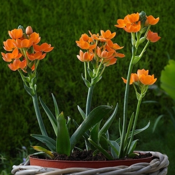 Ornithogalum dubium