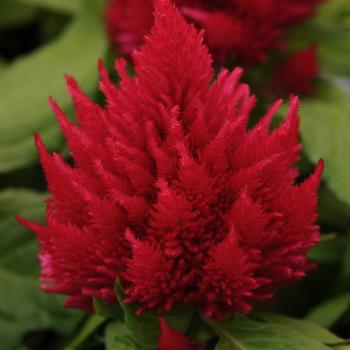 Celosia plumosa 'Ice Cream Cherry' (205648)