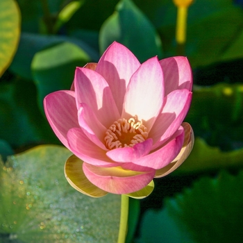 Nelumbo 'Mrs. Perry D. Slocum' 