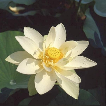 Nelumbo 'Perry's Giant Sunburst' 