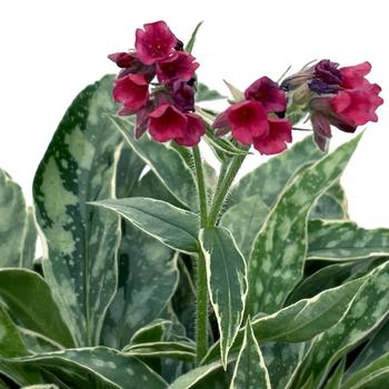 Pulmonaria 'Raspberry Frost' (206429)