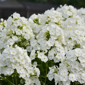 Phlox paniculata Luminary™ 'Backlight' (206435)