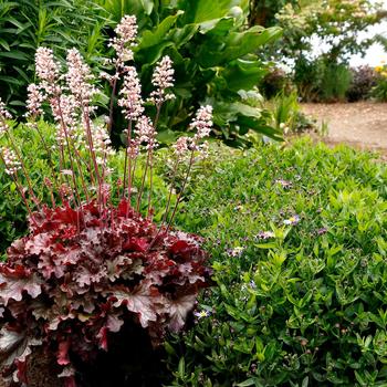 Heuchera 'Ruby Tuesday' (206442)