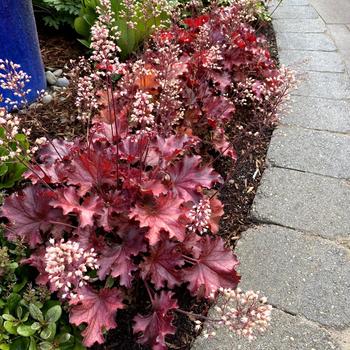 Heuchera 'Ruby Tuesday' (206443)