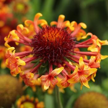 Gaillardia x grandiflora 'Sun Devil' (206446)