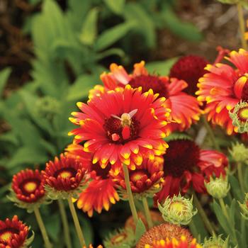 Gaillardia x grandiflora 'Sun Devil' (206447)