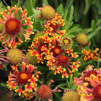 Gaillardia x grandiflora 'Sun Devil' (206448)