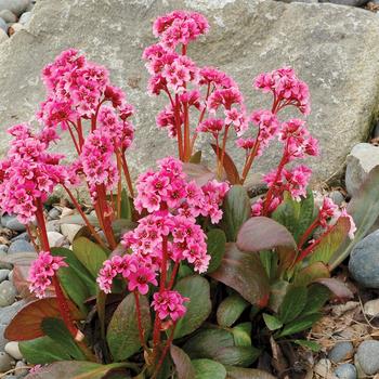 Bergenia 'Pink Dragonfly' (206455)