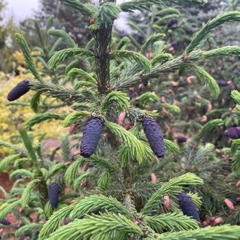 Picea likiangensis var. purpurea