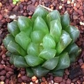 Haworthia cooperi