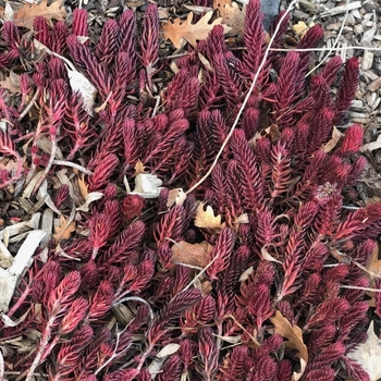 Sedum rupestre 'Winter Fire' 