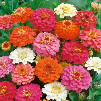 Zinnia elegans 'Thumbelina' 