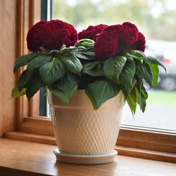 Celosia cristata Concertina™ '' (207076)