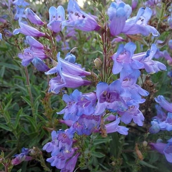 Penstemon 'Catherine de la Mare' 