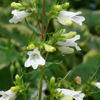 Penstemon 'Arctic Fox' 