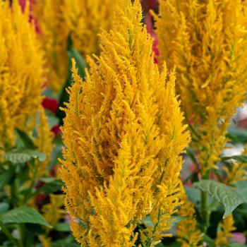 Celosia argentea 'Century Yellow' (207303)