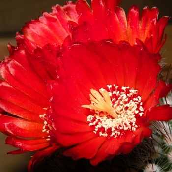 Parodia sanguiniflora