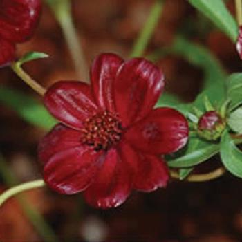 Cosmos atrosanguineus 'Choca Mocha' (207821)