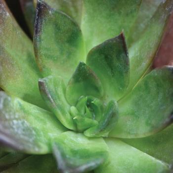 Echeveria 'Black Prince' (207887)