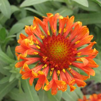 Gaillardia Realflor® 'Fanfare Blaze' (207926)