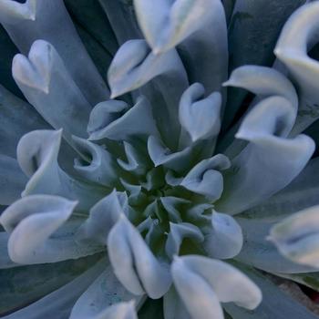 Echeveria runyonii 'Topsy Turvy' (208011)