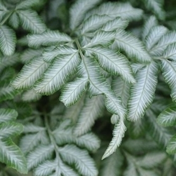 Pteris ensiformis