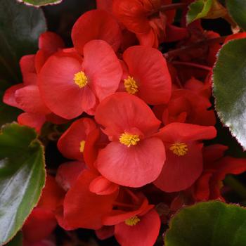 Begonia Megawatt™ 'Red Green Leaf' (208314)