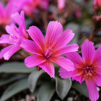 Lewisia longipetala 'Little Raspberry' 