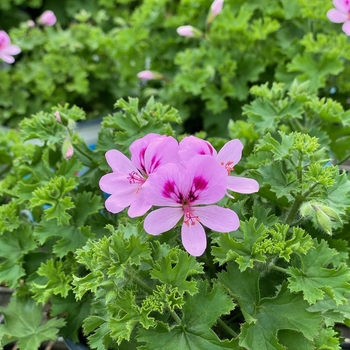 Pelargonium crispum 'Lemona' 