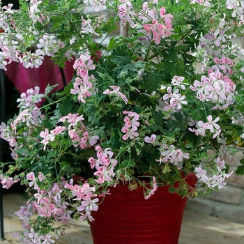 Pelargonium 'Sweet Mimosa' 