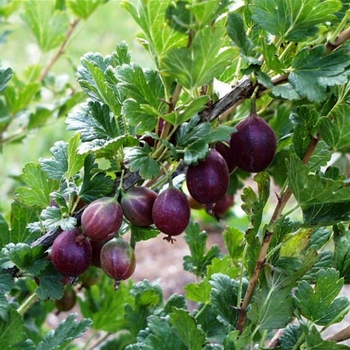 Ribes 'Jeanne' 