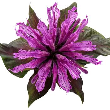 Monarda 'Leading Lady Amethyst' (209033)