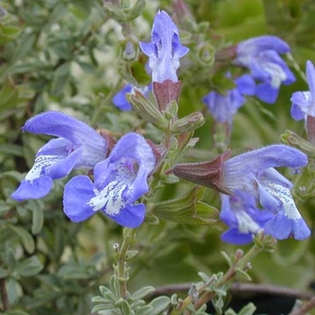 Salvia muirii