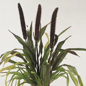 Pennisetum glaucum 'Purple Baron' (209436)