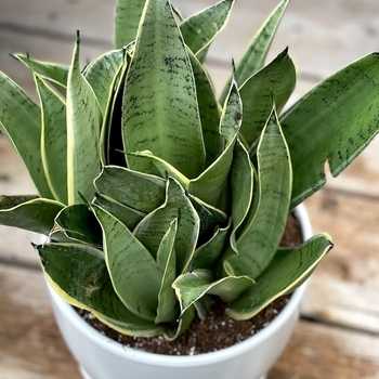 Sansevieria trifasciata 'Night Owl' 