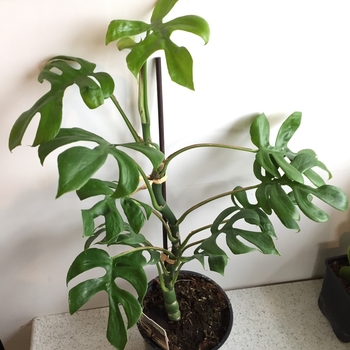 Philodendron tetrasperma 'Ginny' 