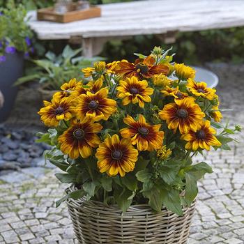 Rudbeckia hirta Sunbeckia® 'Luna' (209744)