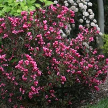 Weigela florida 'Plum Rich™' 